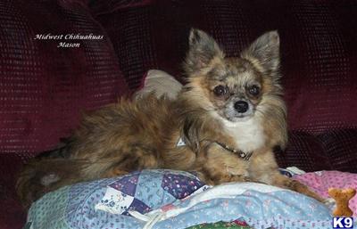 Stud Dogs - Chihuahua